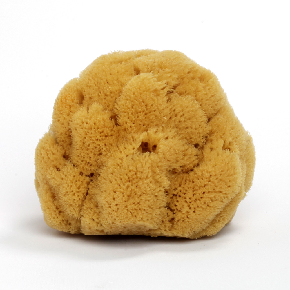 [M46011] NATURAL SEA SPONGE SMALL SIZE
اسفنج طبيعية من البحر 